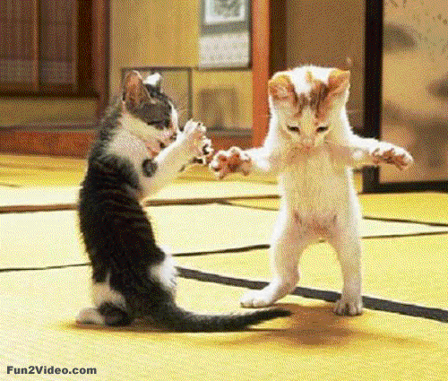 cat-dance-funny-gif