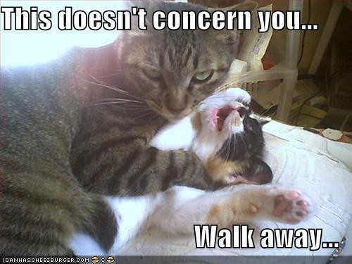 funny_pictures_cat_strangles_cat
